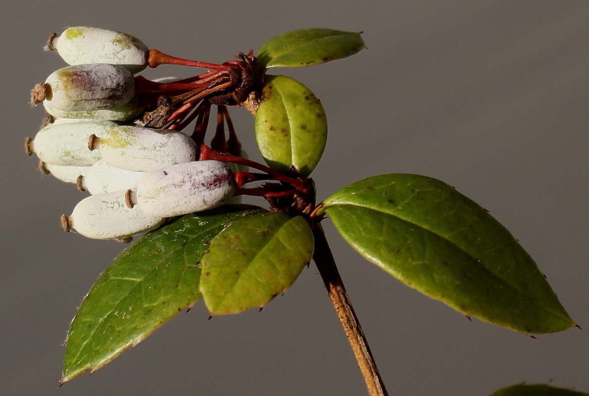 Изображение особи Berberis julianae.