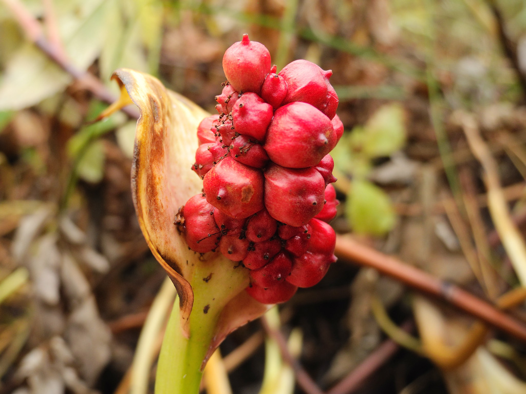 Image of Calla palustris specimen.