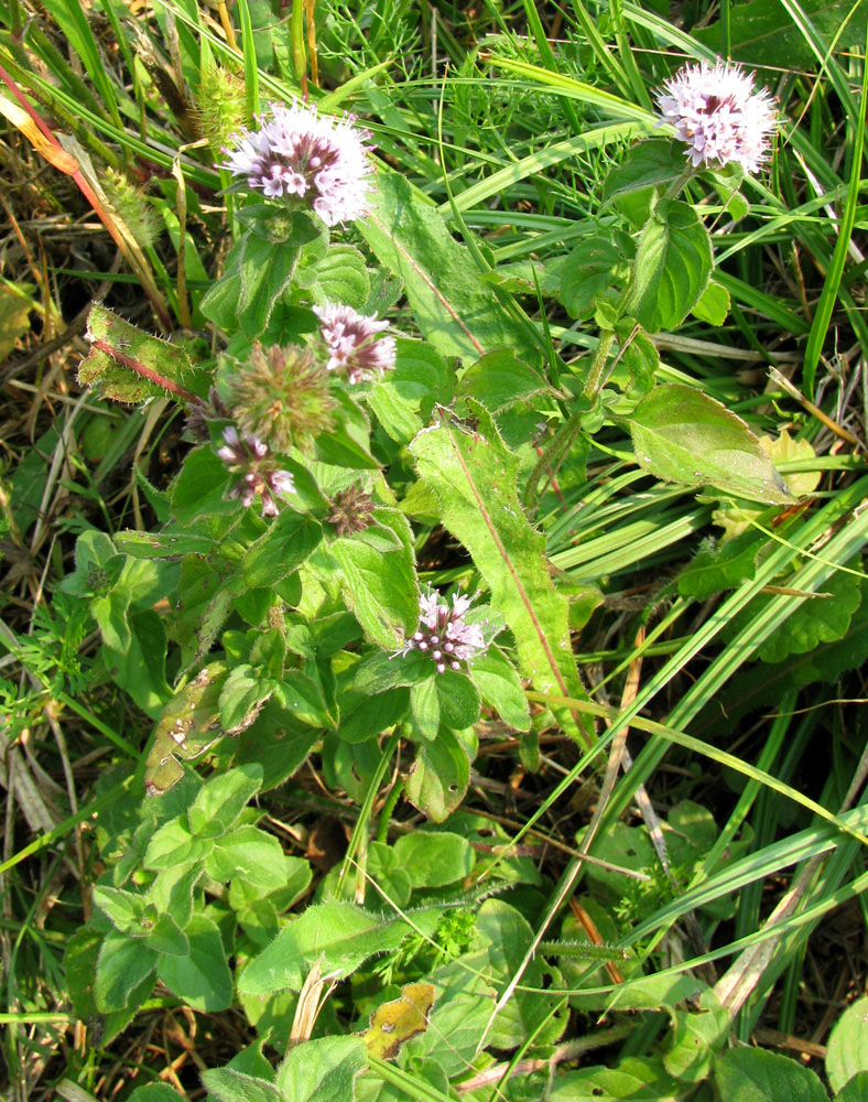 Изображение особи Mentha aquatica.