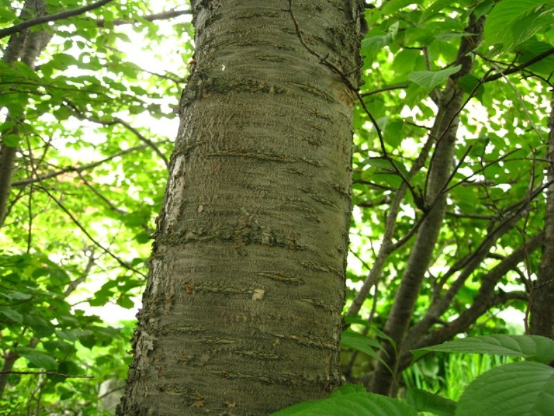 Image of Cerasus sachalinensis specimen.