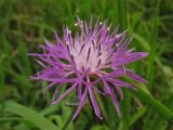 Centaurea pannonica