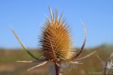 Dipsacus laciniatus