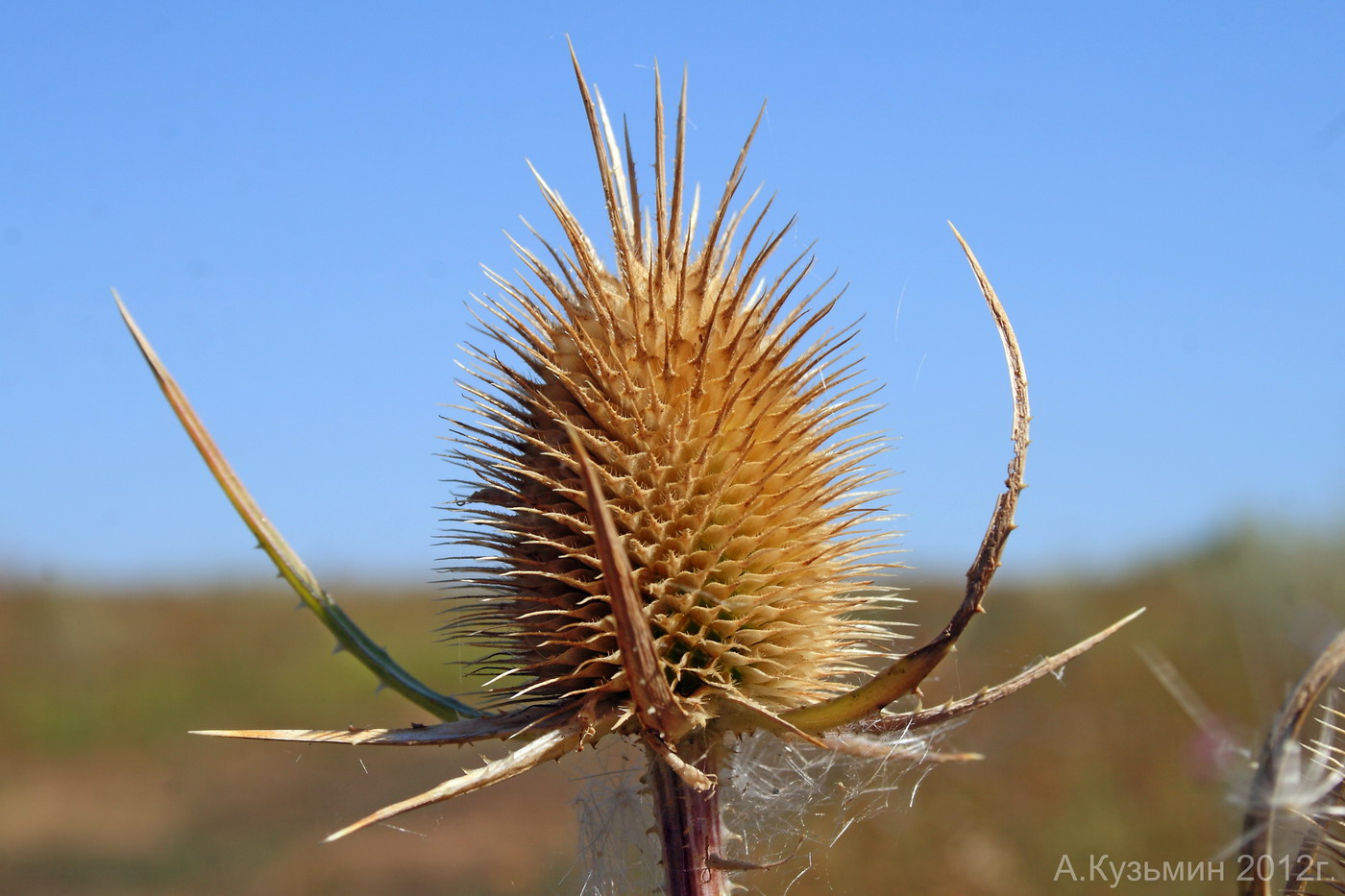 Изображение особи Dipsacus laciniatus.