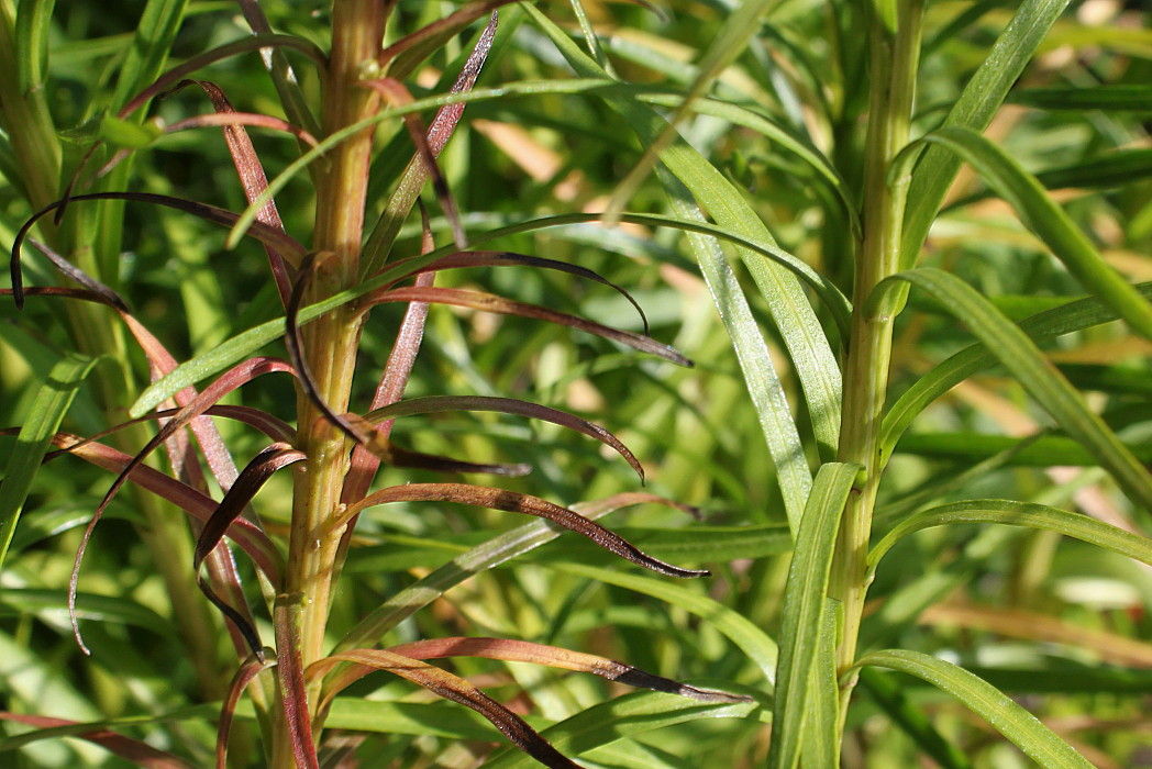 Image of Liatris spicata var. montana specimen.
