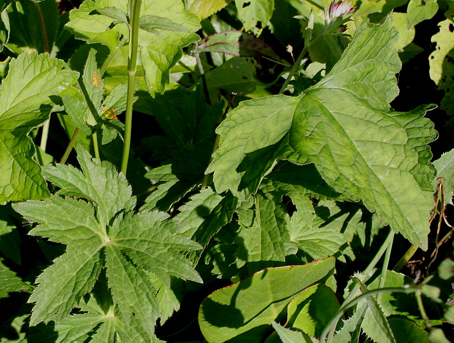 Image of Astrantia major specimen.