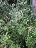 Westringia fruticosa. Цветущее растение. Монако, Монако-Вилль, сады Сен-Мартен. 19.06.2012.