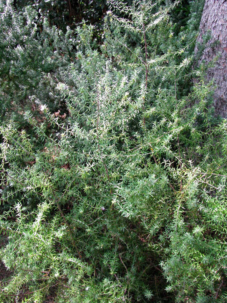 Image of Westringia fruticosa specimen.