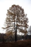 Larix sibirica. Дерево с раздвоенным стволом и осенней окраской хвои. Иркутская обл., Слюдянский р-н, окр. пос. Тибельти. 08.10.2011.