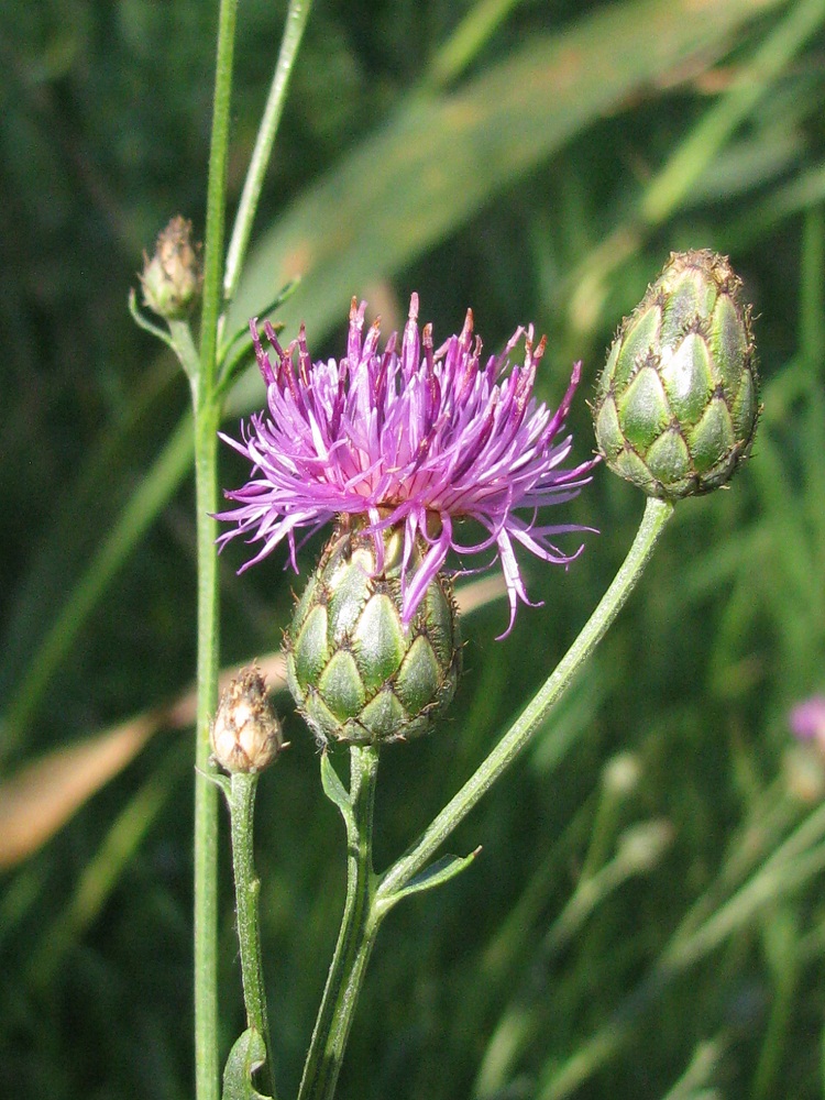 Изображение особи Centaurea adpressa.