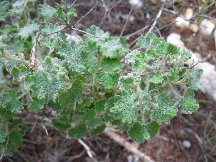 Image of Ballota undulata specimen.