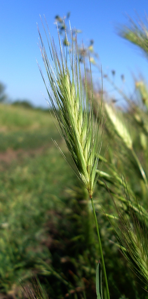 Изображение особи Hordeum leporinum.