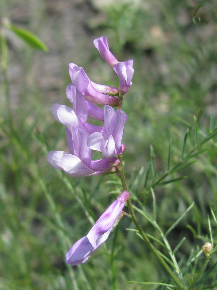 Image of Vicia elegans specimen.