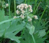 Petasites tatewakianus