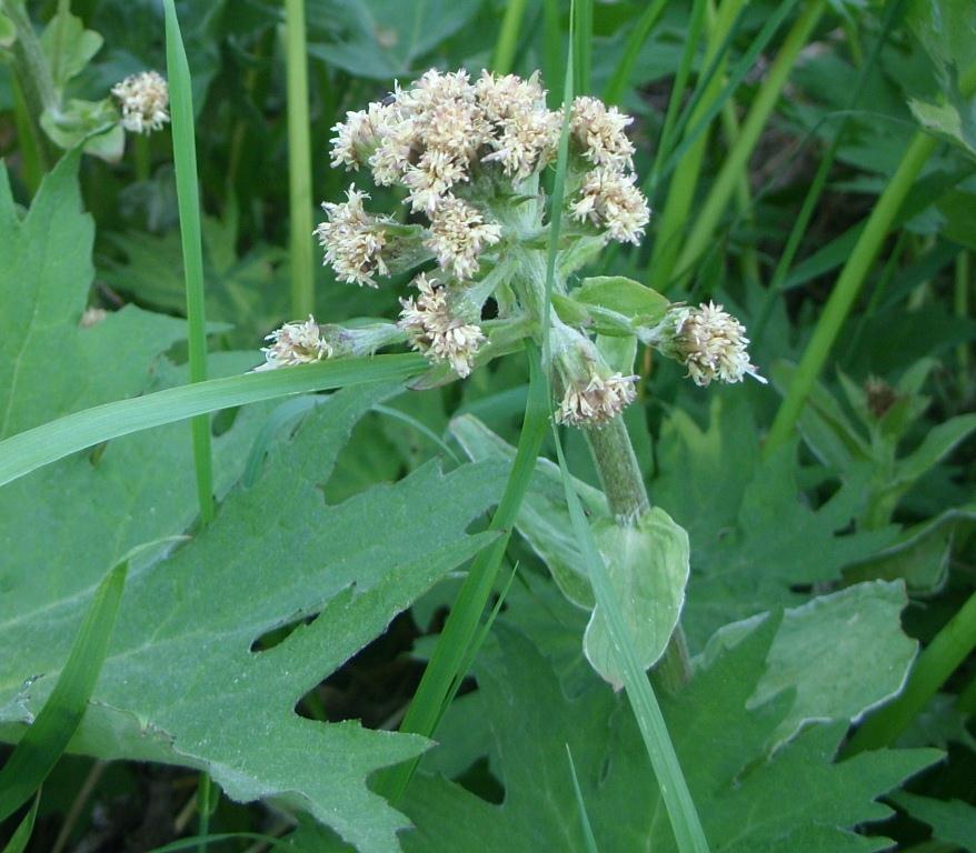 Изображение особи Petasites tatewakianus.