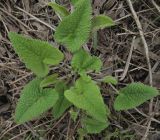 Phlomoides tuberosa