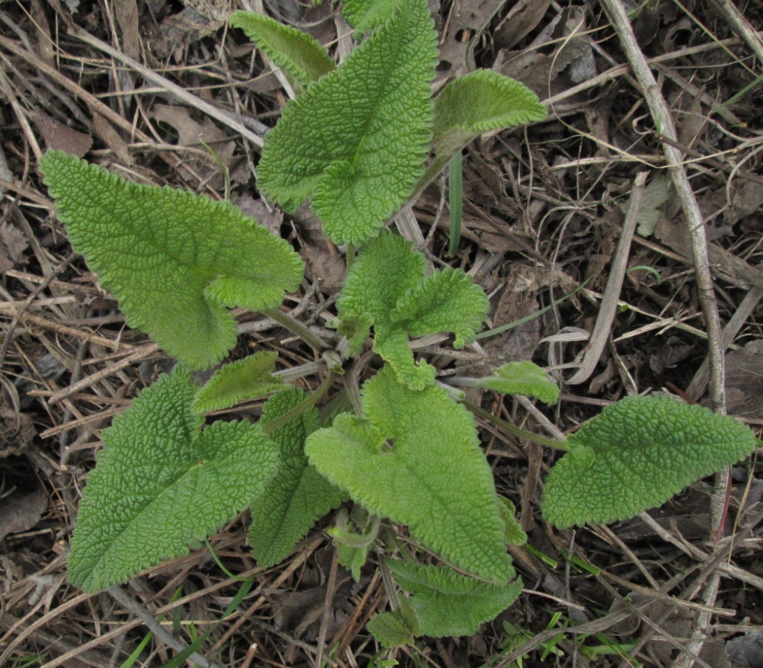 Image of Phlomoides tuberosa specimen.