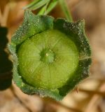 Malva sylvestris