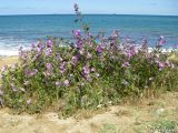 Malva erecta