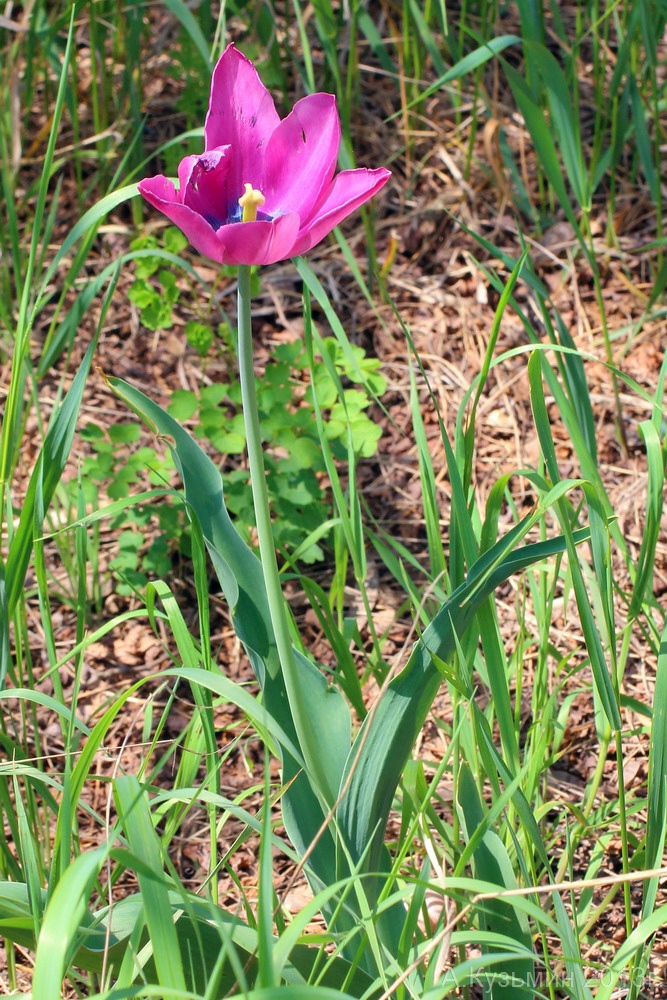 Image of Tulipa suaveolens specimen.