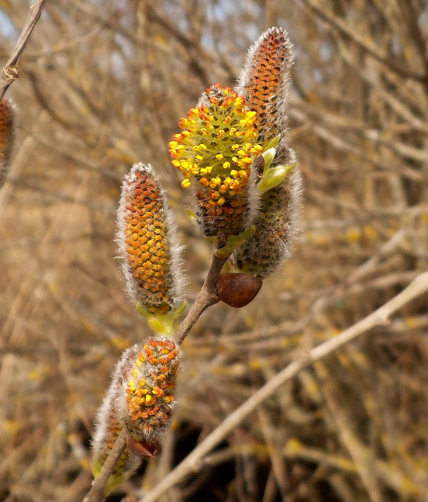 Image of Salix &times; puberula specimen.