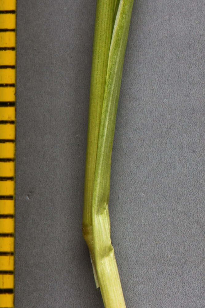 Изображение особи Stipa lessingiana.