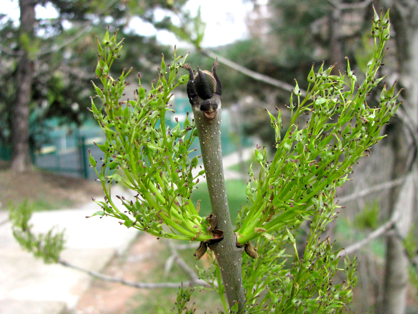 Image of Fraxinus excelsior specimen.
