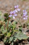 Erodium oxyrhynchum. Цветки. Казахстан, хр. Шолак, северней вдхр. Капчагай. 22.05.2013.