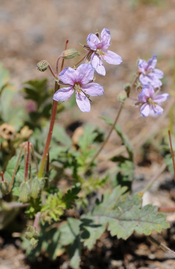 Image of Erodium oxyrhynchum specimen.