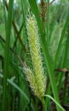 Carex rostrata