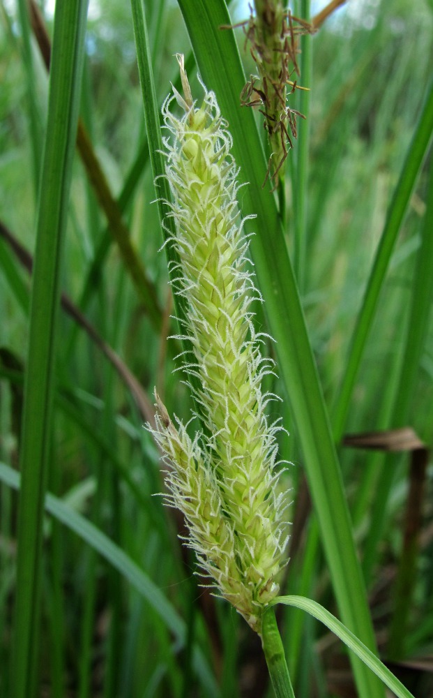 Изображение особи Carex rostrata.