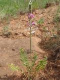 Oxytropis knjazevii