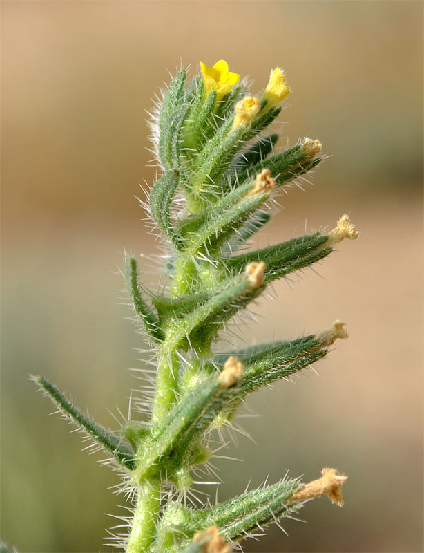 Image of Arnebia decumbens specimen.