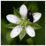 Moehringia trinervia