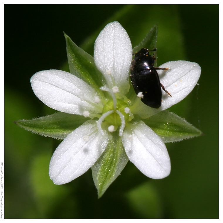 Image of Moehringia trinervia specimen.