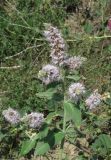 Mentha longifolia