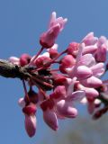 Cercis siliquastrum. Соцветие. Украина, г. Запорожье, Запорожский детский ботанический сад, во дворе. 27.04.2013.