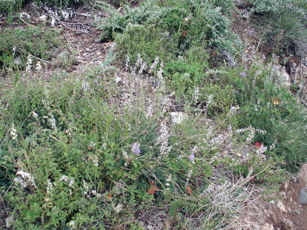 Изображение особи Oxytropis merkensis.