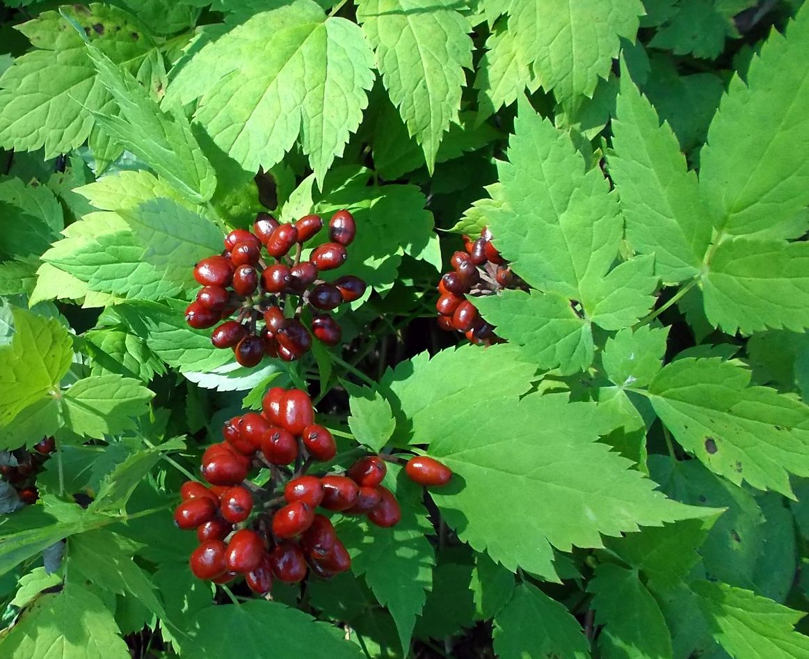 Изображение особи Actaea erythrocarpa.