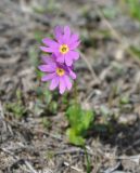 Primula cuneifolia. Цветки. Камчатский край, вулкан Горелый. 26.07.2013.