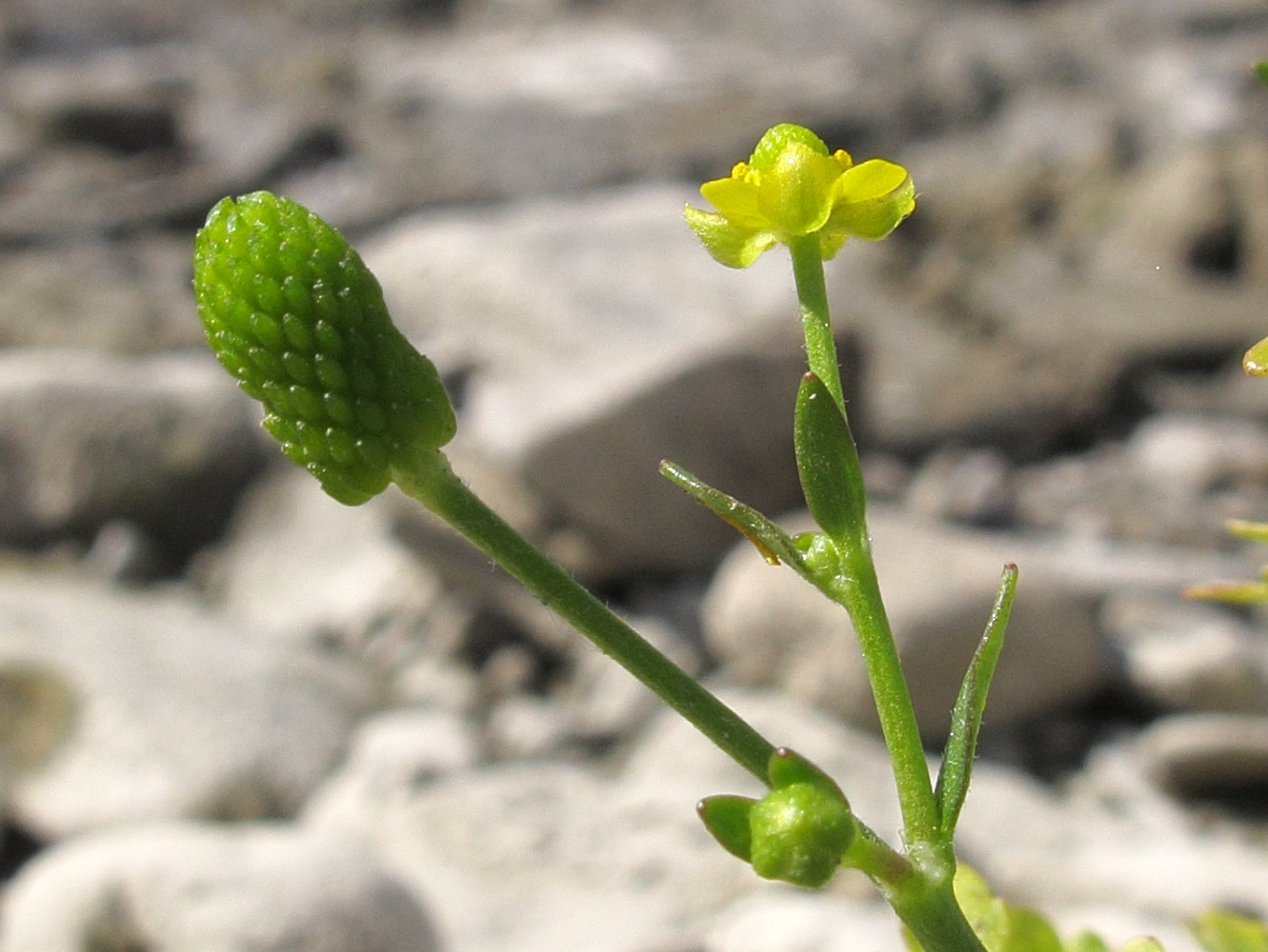 Изображение особи Ranunculus sceleratus.