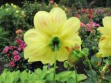 Dahlia pinnata