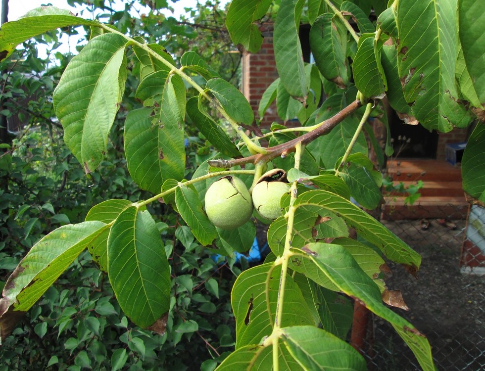 Изображение особи Juglans regia.