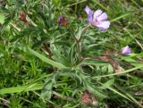 Geranium tuberosum