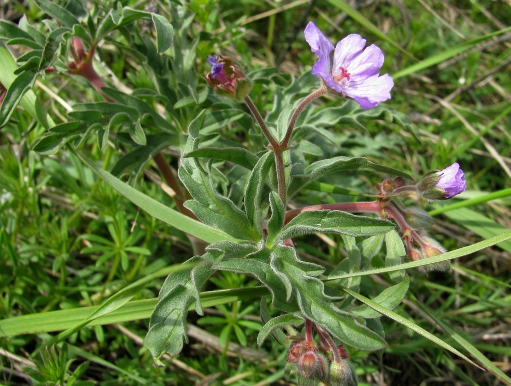 Image of Geranium tuberosum specimen.