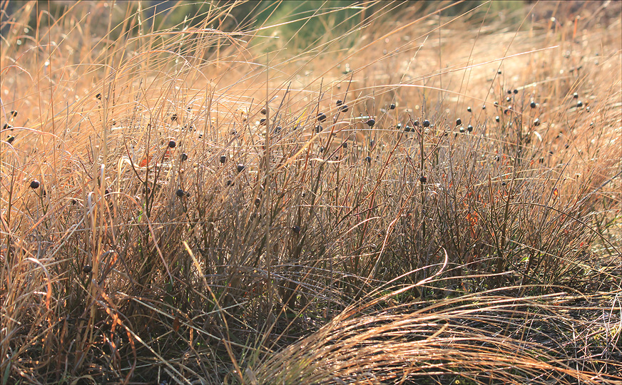 Image of Jasminum fruticans specimen.