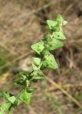 Atriplex oblongifolia