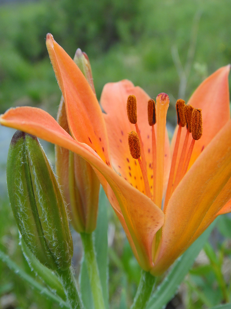 Image of Lilium pensylvanicum specimen.