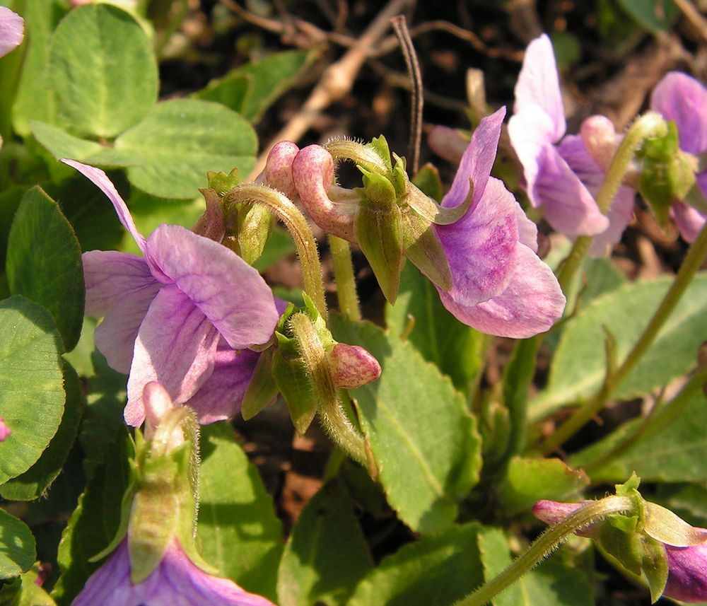 Image of genus Viola specimen.