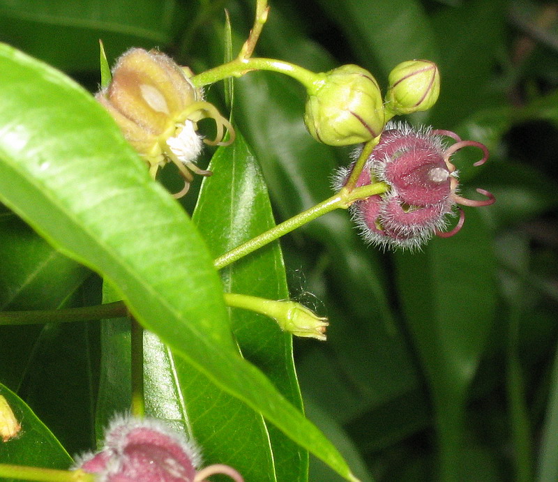 Image of genus Periploca specimen.