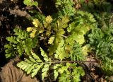 Pyrethrum parthenifolium